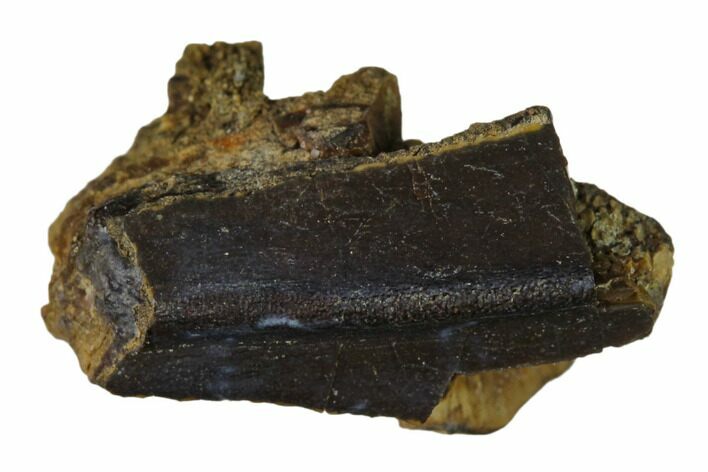 Hadrosaur (Duck-Billed Dinosaur) Tooth - Montana #133445